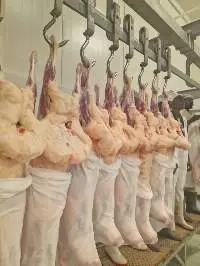 Lamb Carcass