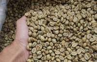 Raw Organic Green Coffee Beans Premium