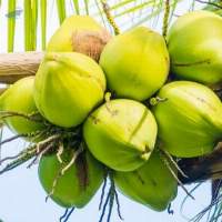 Premium Fresh Young Coconut Export Grade