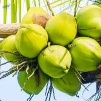 Premium Fresh Young Coconut Export Grade