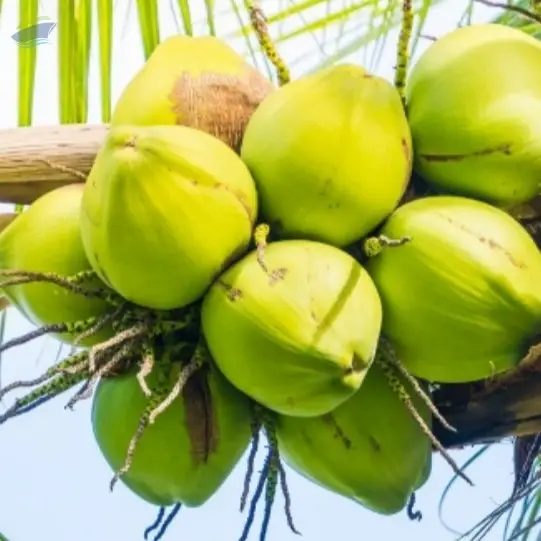 Premium Fresh Young Coconut Export Grade