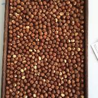 Hazelnut