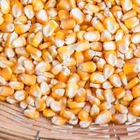 Yellow Maize
