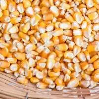 Yellow Maize