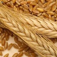 Wheat
