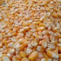 Yellow Corn