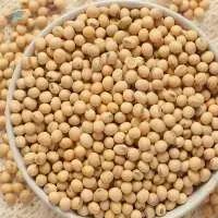 Soybean