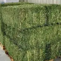 Alfalfa Hay