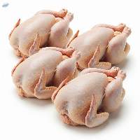 Frozen Whole Chickens Frozen Halal