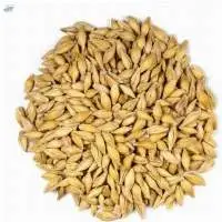 Wholesale Barley Grains Best Price