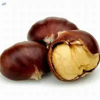 Wholesale Price Raw Chestnut
