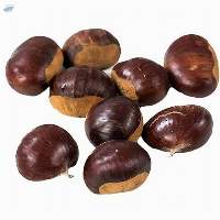 Chestnut Sweet Chestnut Fresh Raw Chestnut
