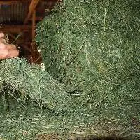 Hot Sale Animal Feed Alfafa Hay