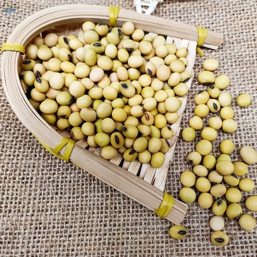 GMO Yellow Soybean Seeds