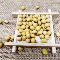 Wholesale GMO Yellow Soybean Seeds