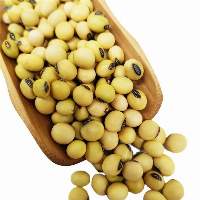 Soybean /Soy Beans in Bulk
