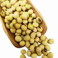 Soybean /Soy Beans in Bulk