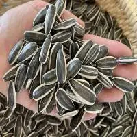 Sunflower Seeds 361 High Quality