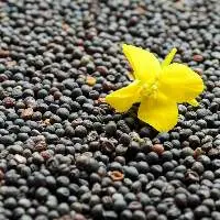Wholesale Canola Seed