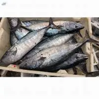 Fresh Frozen Mackerel Fish Prices