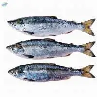 Salmon Fish Frozen Fillet Fresh