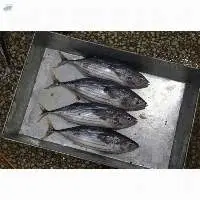 Wholesale Frozen Tuna Fish Export