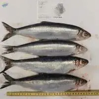 Purchase Frozen Herring Fish