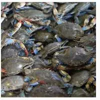 Wholesale Frozen Blue Crab