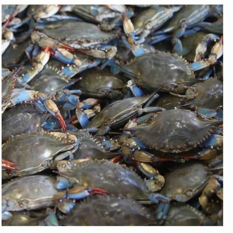Wholesale Frozen Blue Crab