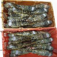 Best Selling Frozen Lobsters