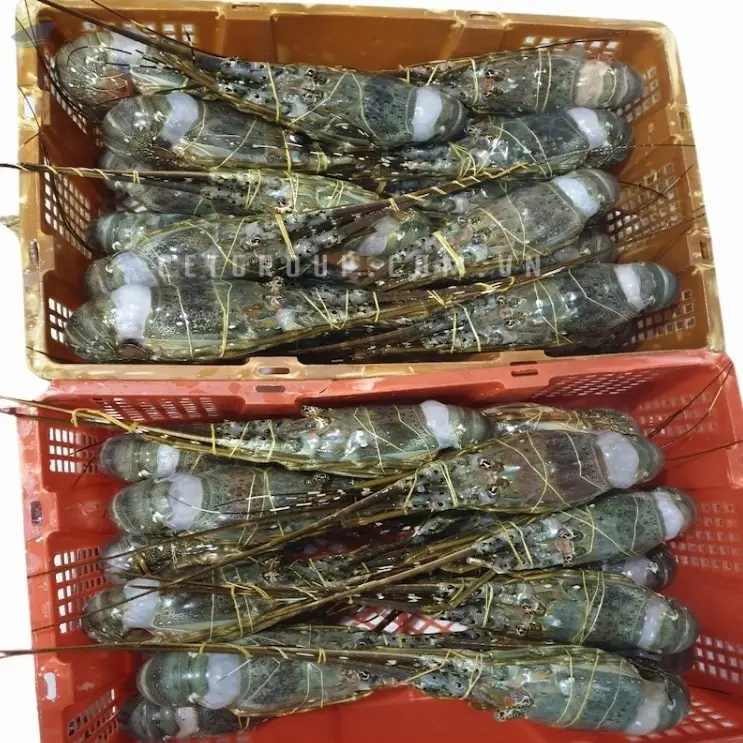 Best Selling Frozen Lobsters