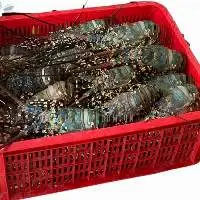 Frozen Lobsters