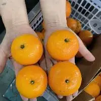 New Arrival Fresh Orange