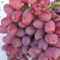 Fresh Seedless Grapes Fruit