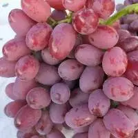 Fresh Seedless Grapes Fruit