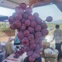 High Quality Fresh Grapes