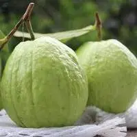 High Quality Fresh Guava
