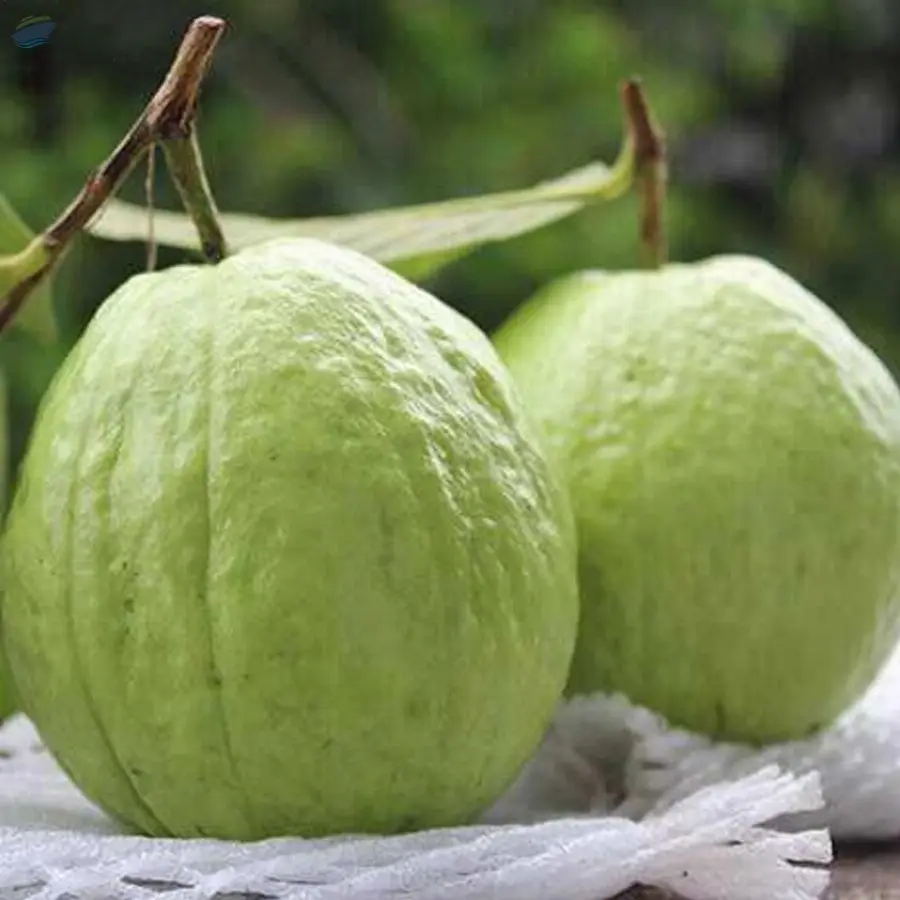 High Quality Fresh Guava