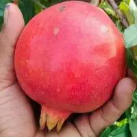Top Quality Fresh Pomegranates
