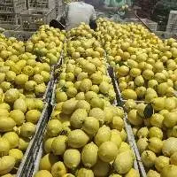 Organic Fresh Lemon