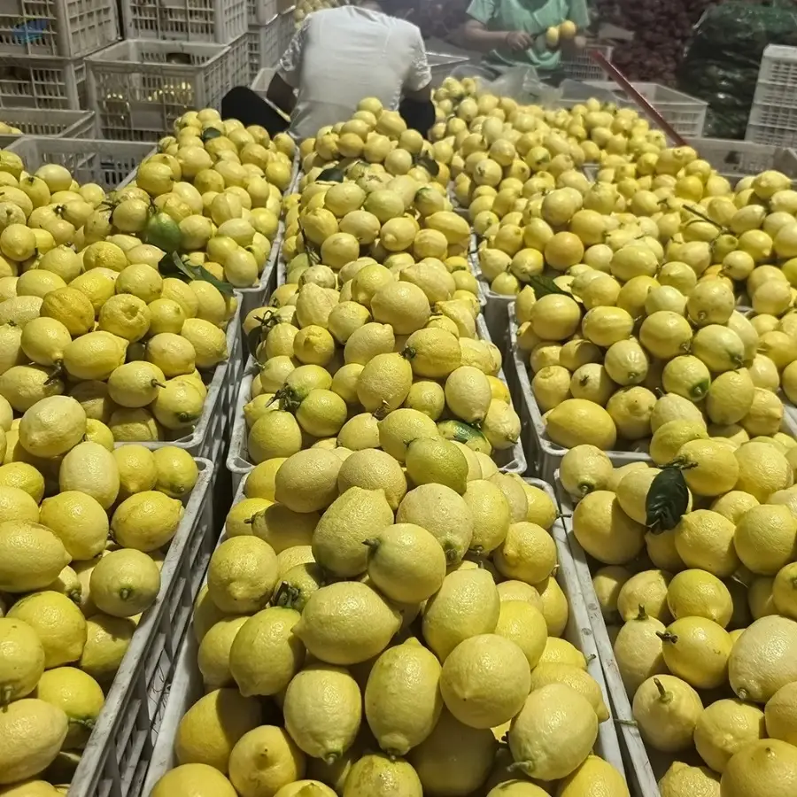 Organic Fresh Lemon