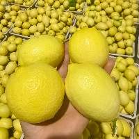 Organic Fresh Lemon Fruit