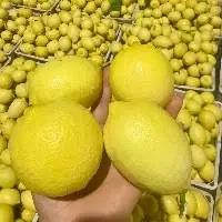 Organic Fresh Lemon Fruit