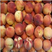 Premium Quality Organic Fresh Peaches