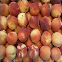 Premium Quality Organic Fresh Peaches