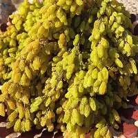Bulk Large Raisins Non-GMO