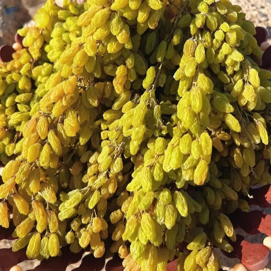 Bulk Large Raisins Non-GMO