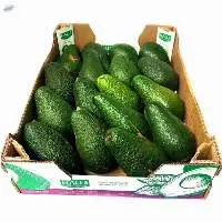 Fresh Avocado Exported Green