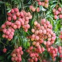 High Quality Fresh Lychee