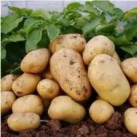 Fresh Potato New Crop Vegetables